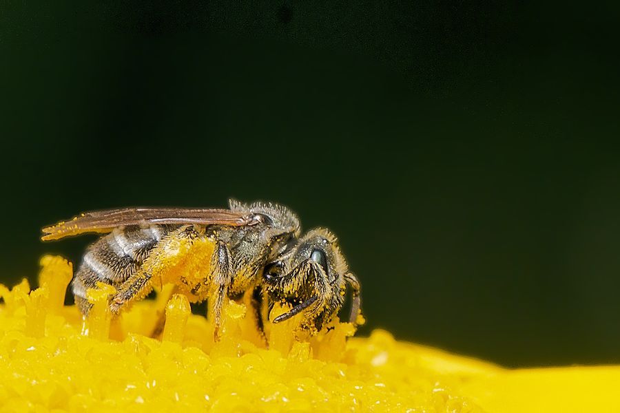 kleine Biene