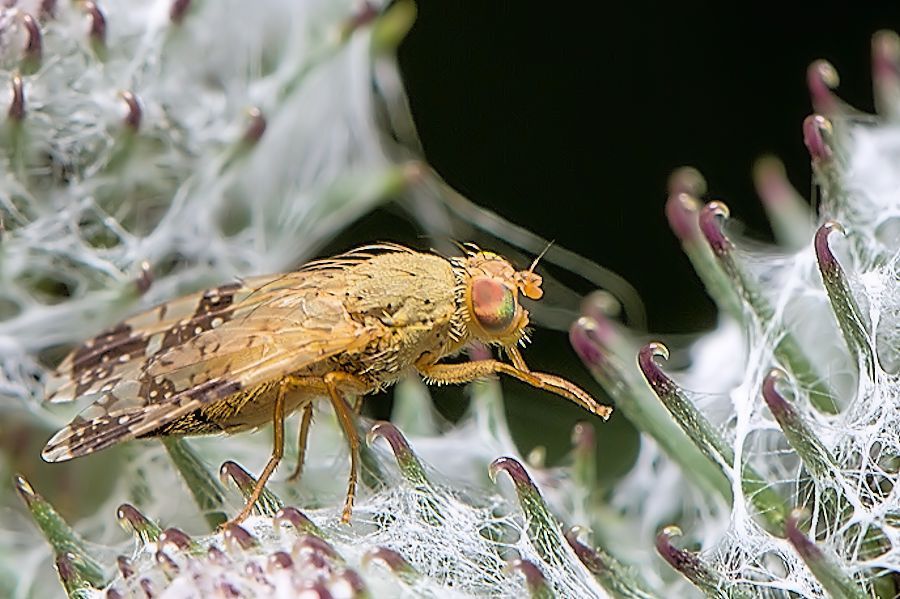 Klettenbohrfliege