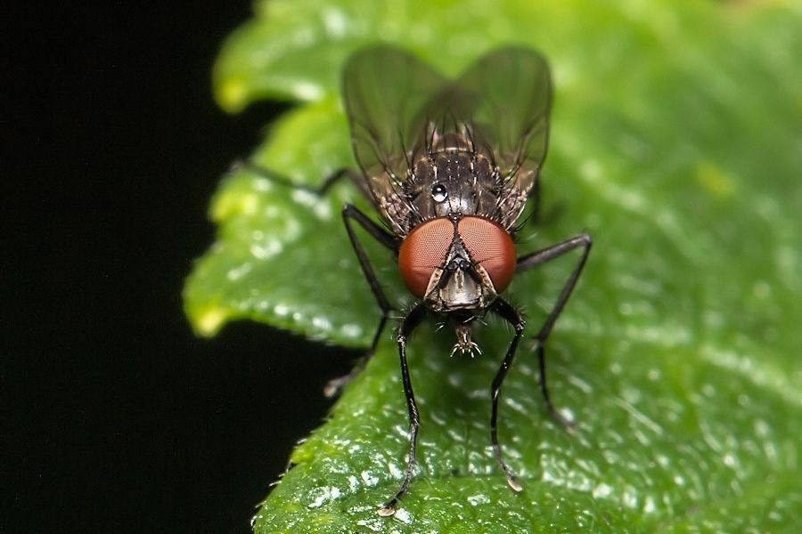 kleine Fliege