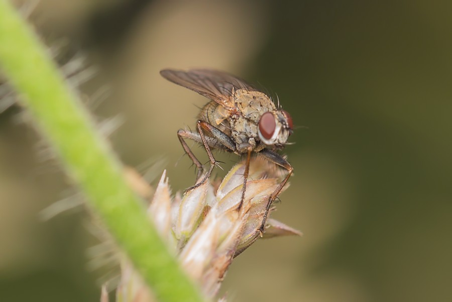 kleine Fliege