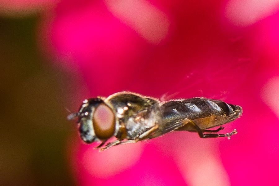 kleine Schwebefliege im Flug