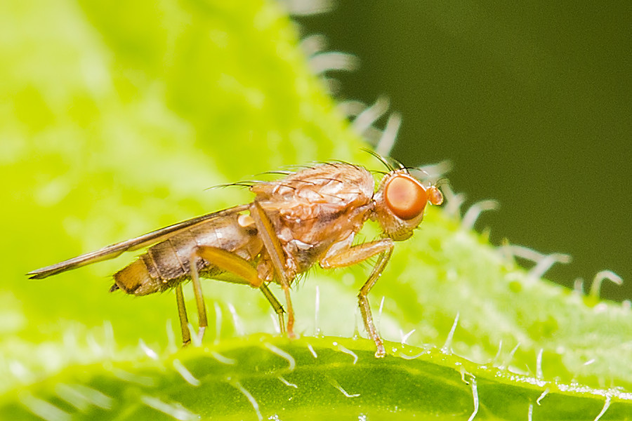 sehr kleine Fliege
