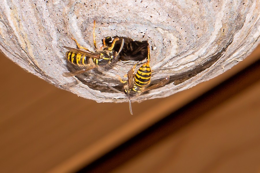 zwei Wespen begegnen sich bei ihrem Nest