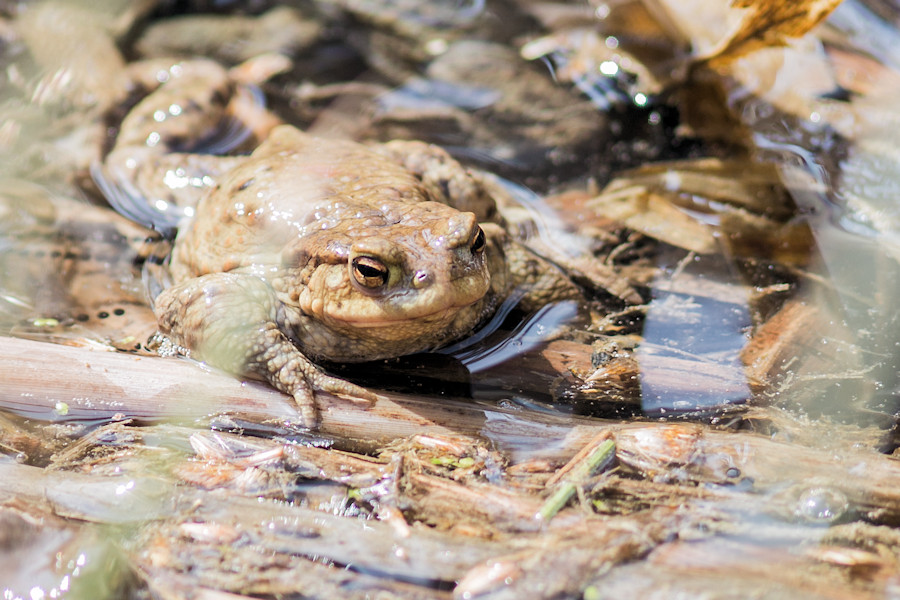 Frosch