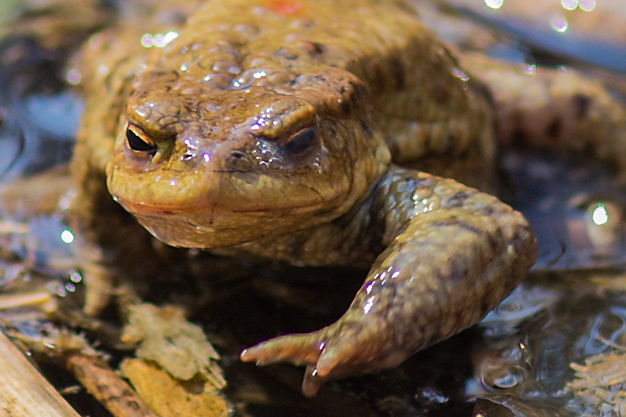 Frosch