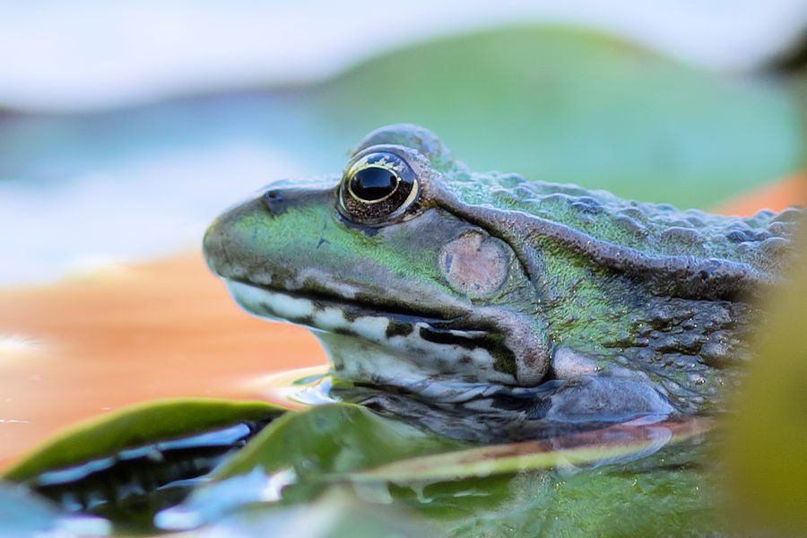 Teichfrosch