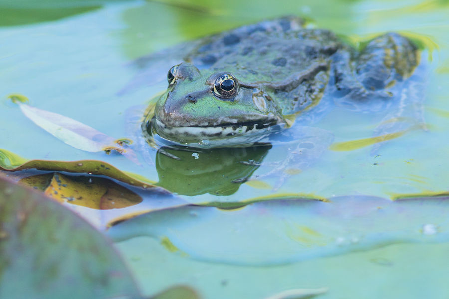 Teichfrosch