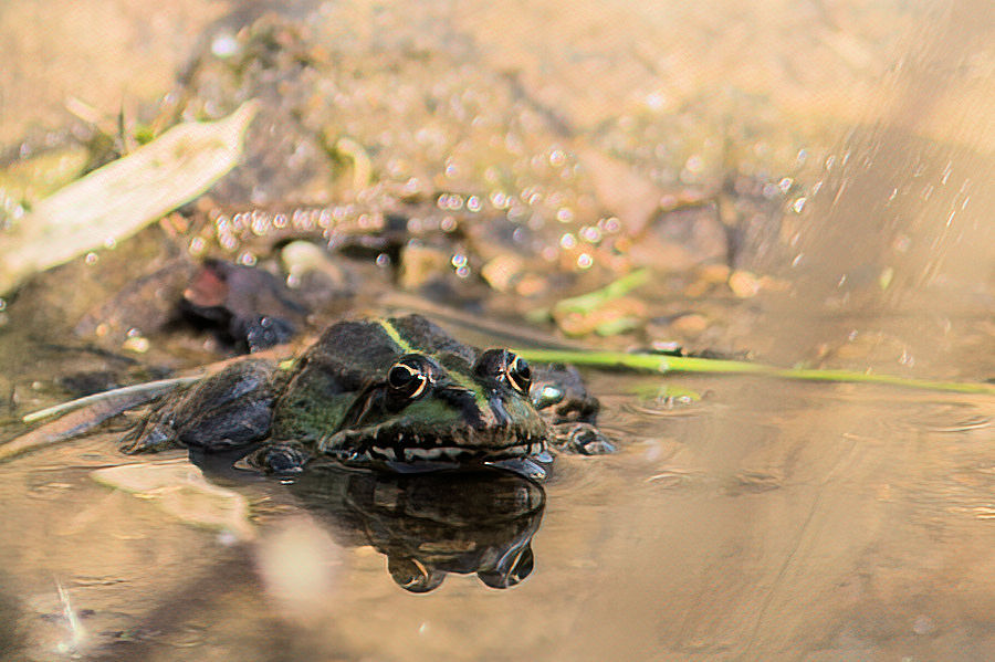 Teichfrosch