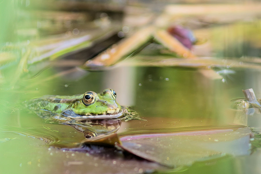 Teichfrosch