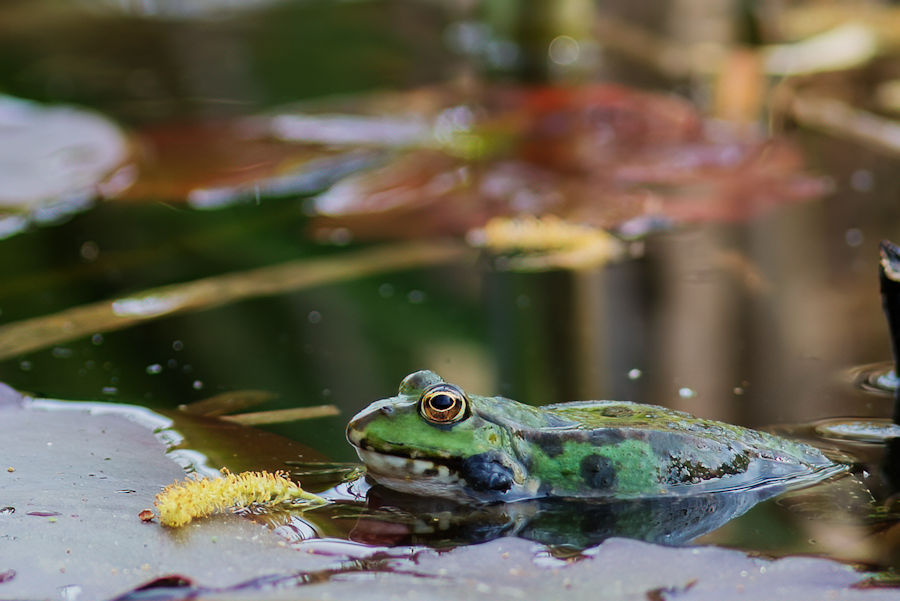 Teichfrosch