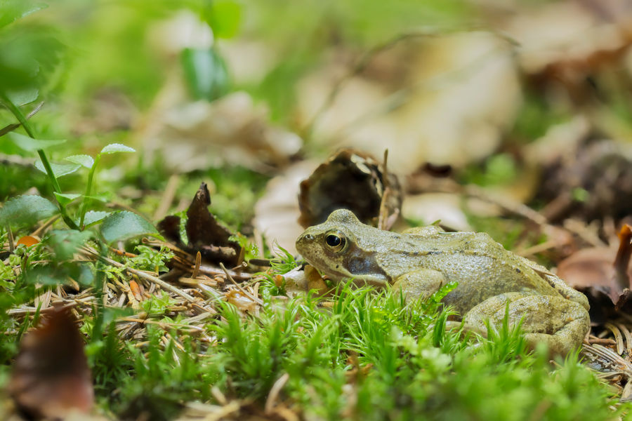 Frosch