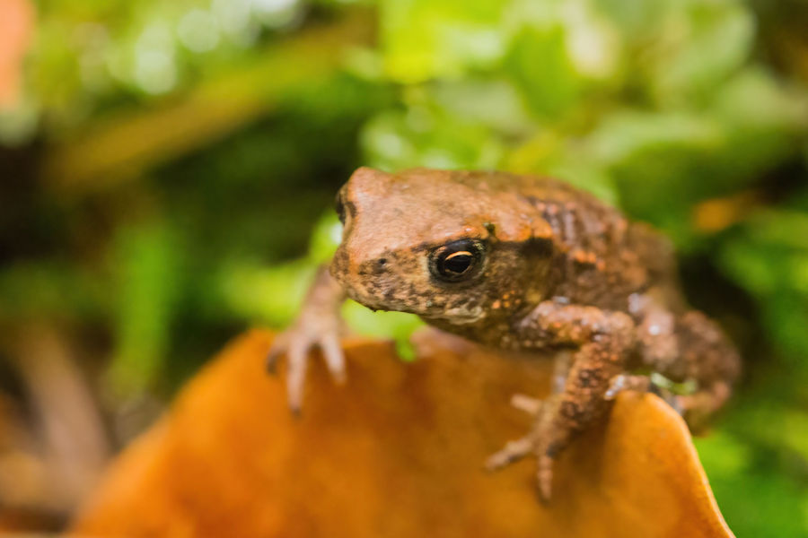Kleiner Frosch