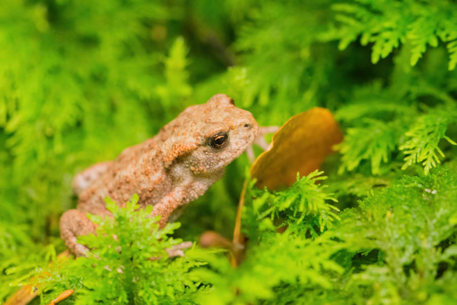 Kleiner Frosch