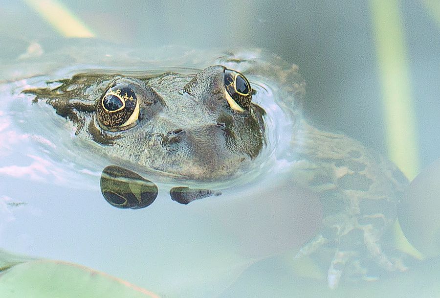 Teichfrosch