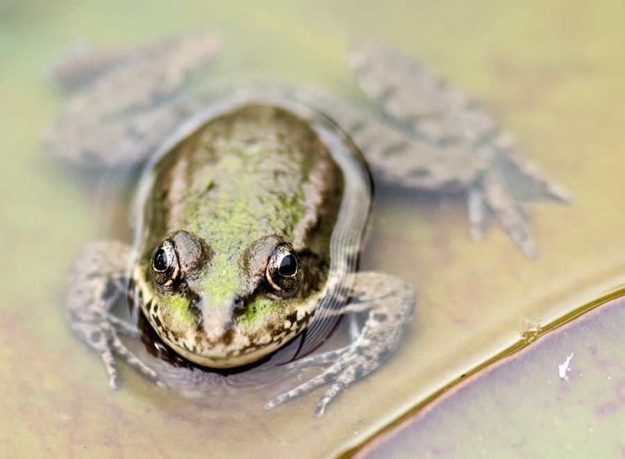 Teichfrosch