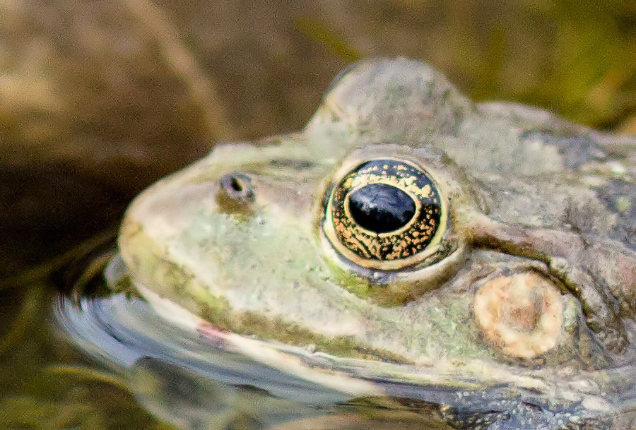 Teichfrosch