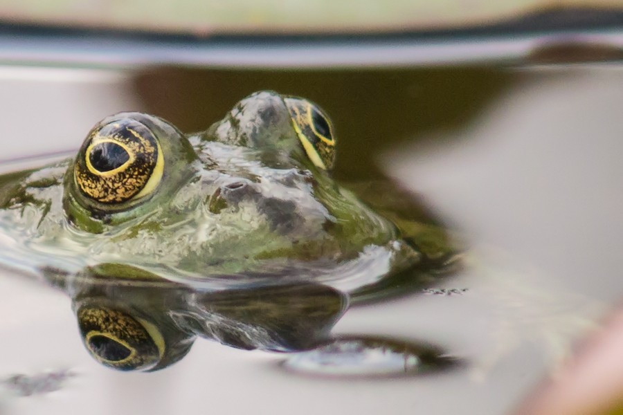 Teichfrosch