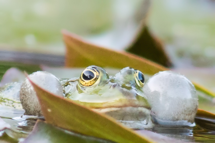 Teichfrosch