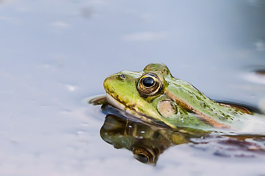 Teichfrosch
