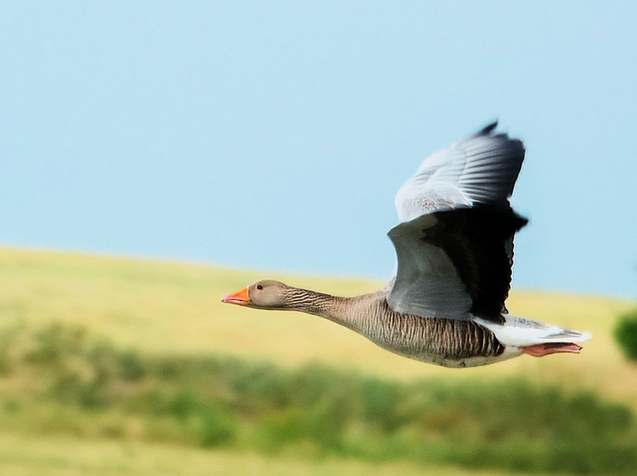 Graugans im Flug