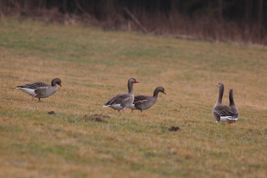 Gänse