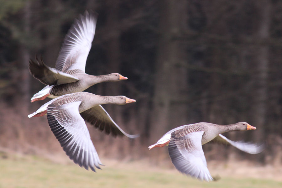 Gänse