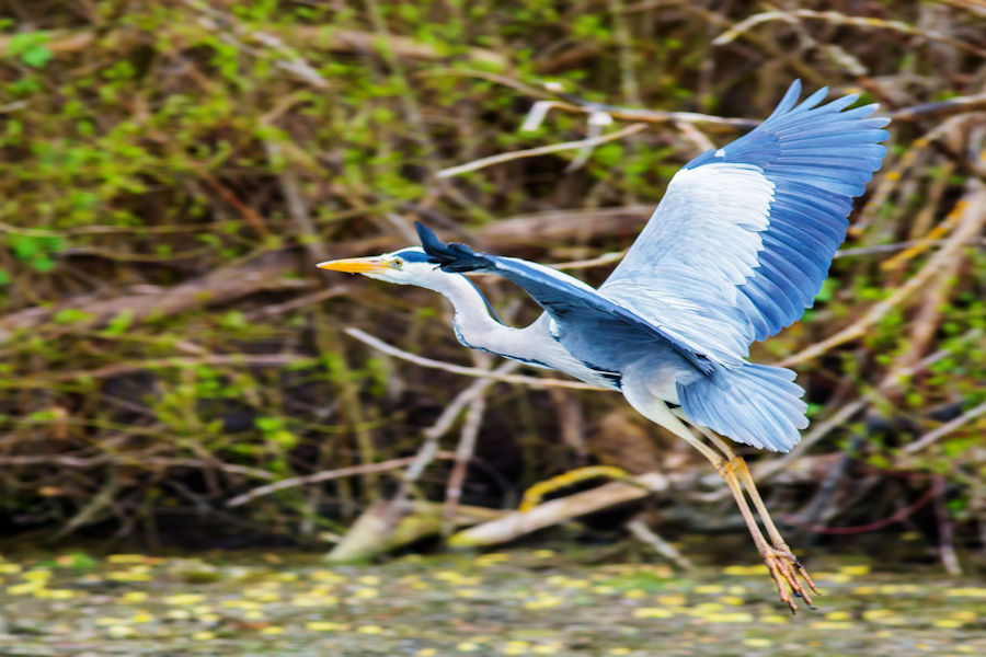 Graureiher im Flug