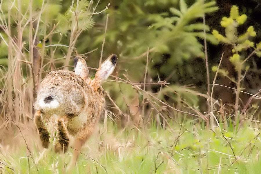 Hase