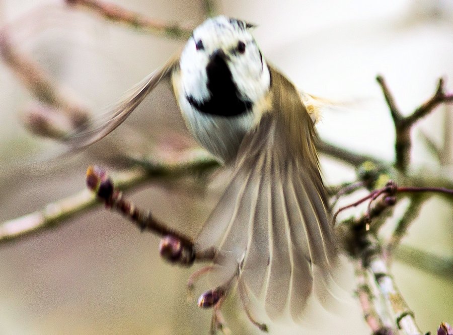Haubenmeise-im-Flug