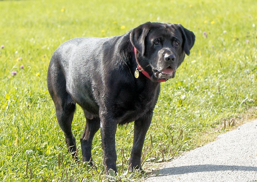 Labrador Rändy