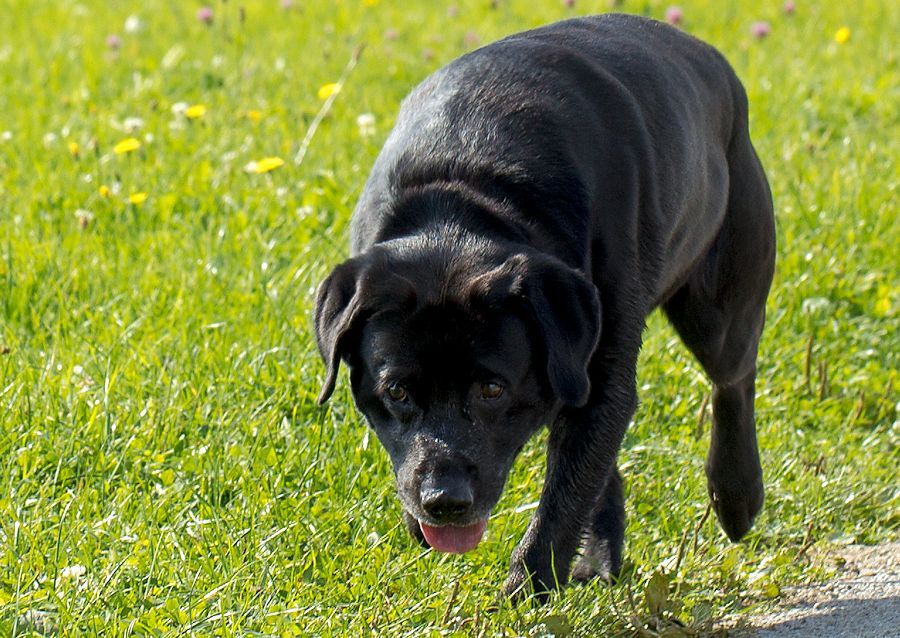 Labrador Rändy