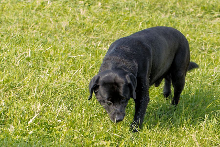 Labrador Rändy