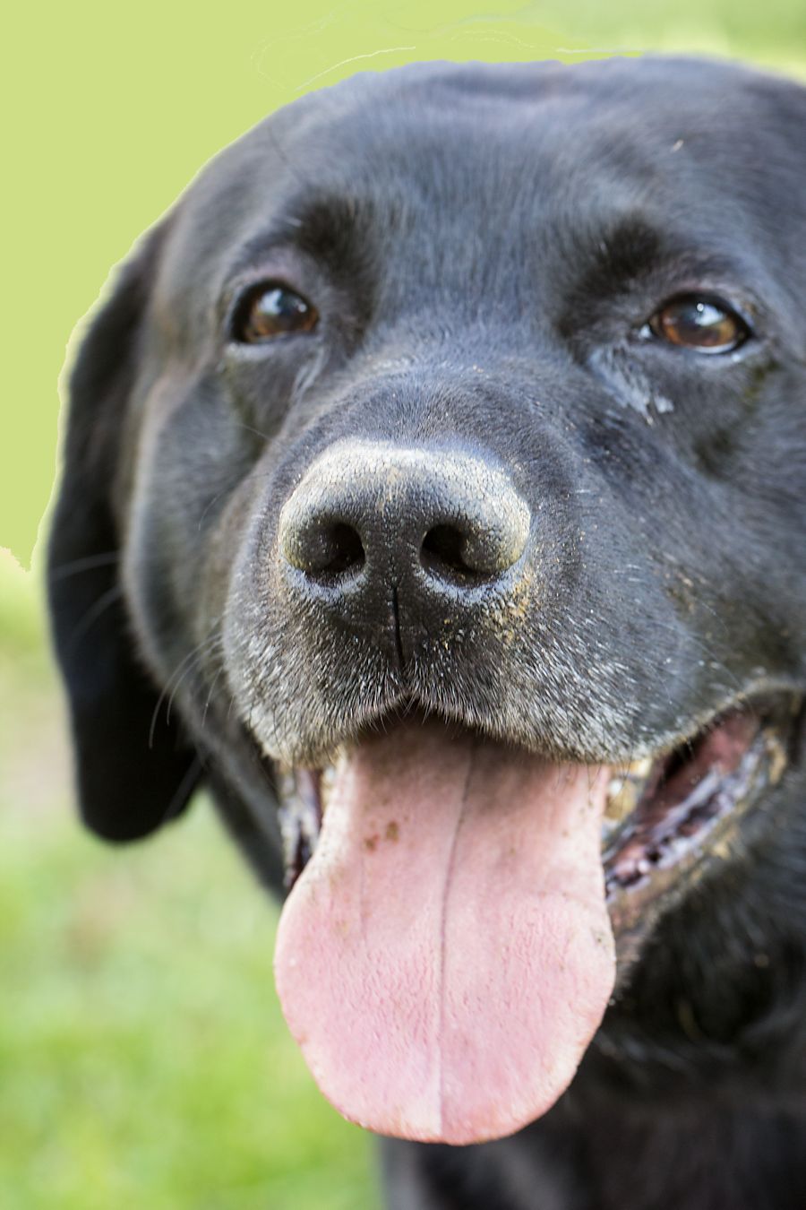 Labrador Rändy