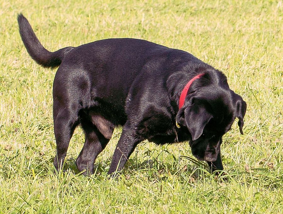 Labrador Rändy sucht eine Maus
