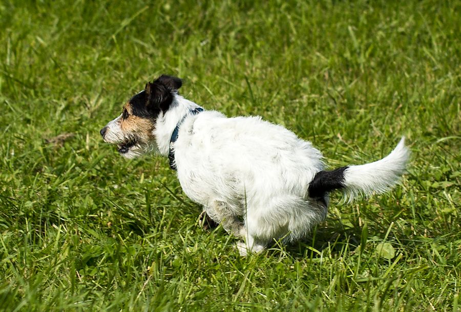 Peggy eine Terrierhündin