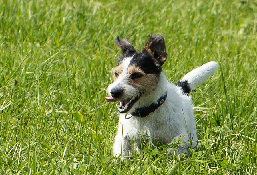 Peggy eine Terrierhündin