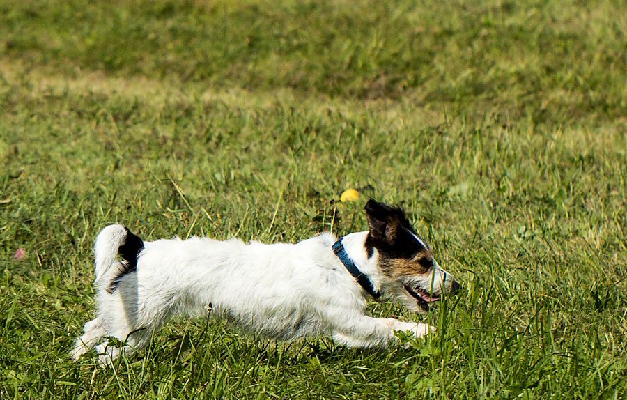 Peggy eine Terrierhündin