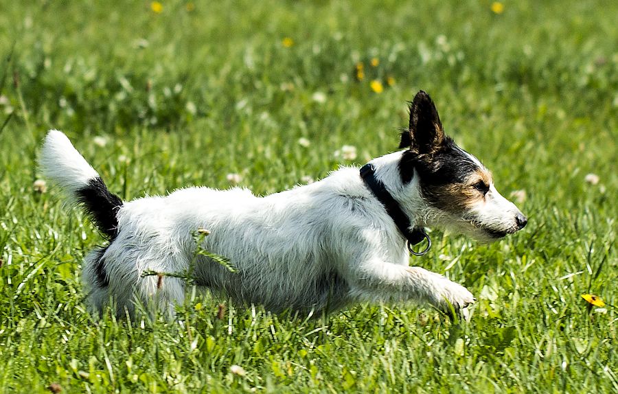 Peggy eine Terrierhündin
