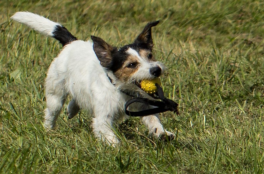 Peggy eine Terrierhündin