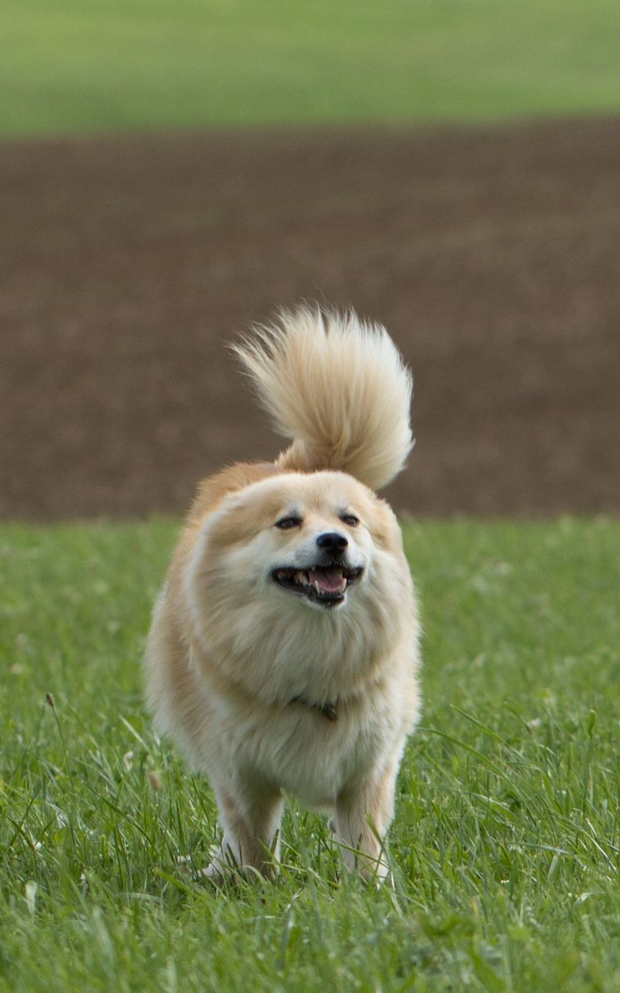 irsa ein ganz lieber Spitz