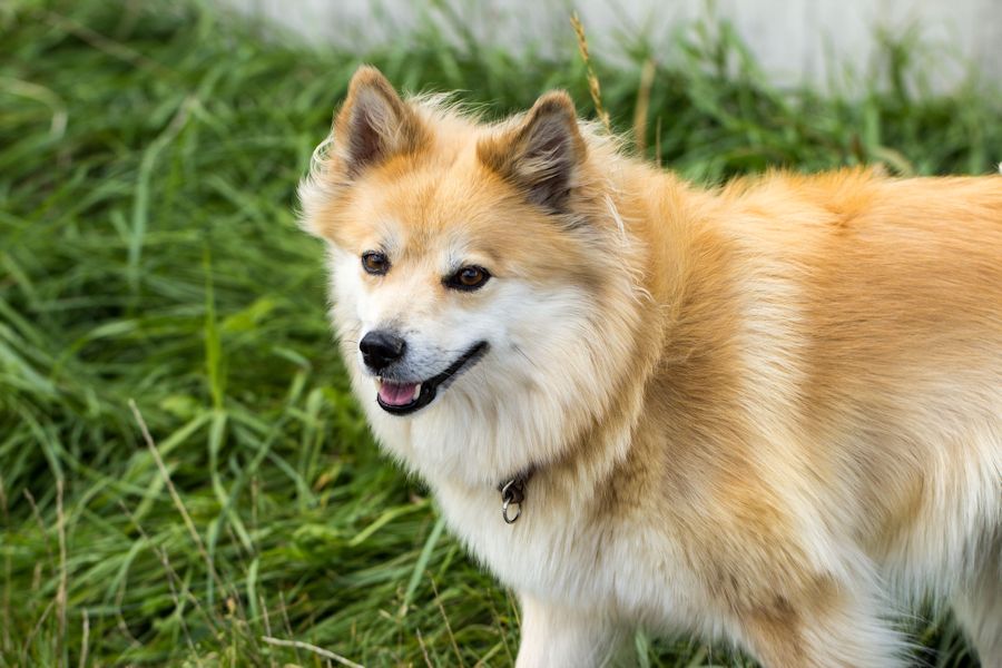 irsa ein ganz lieber Spitz