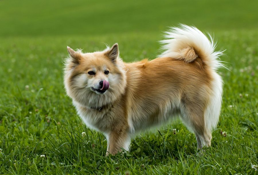 irsa ein ganz lieber Spitz