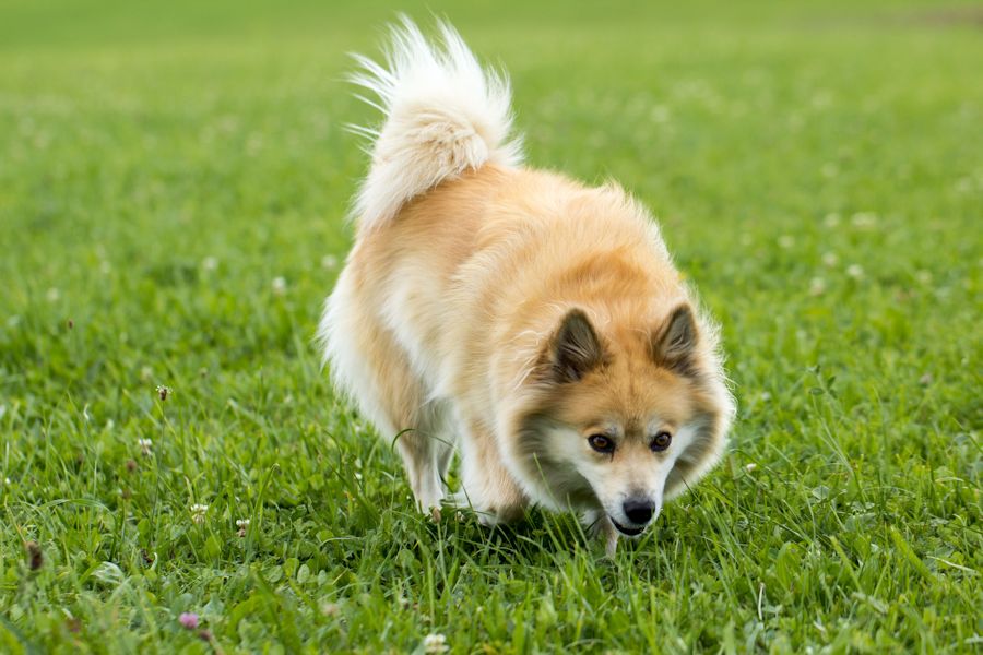 irsa ein ganz lieber Spitz