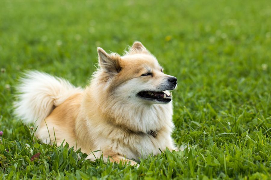irsa ein ganz lieber Spitz