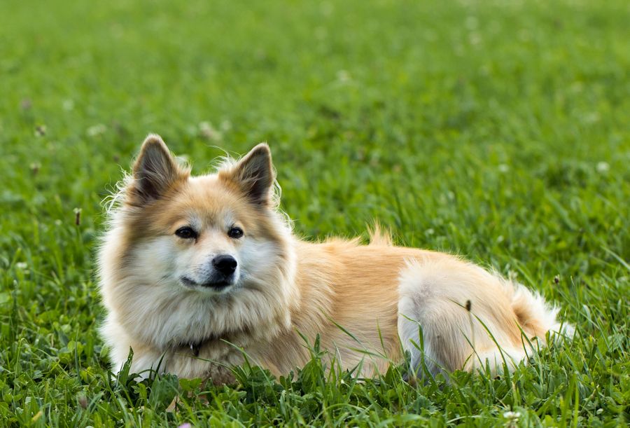irsa ein ganz lieber Spitz
