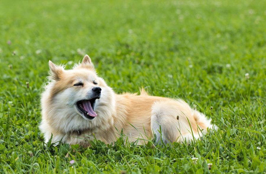 irsa ein ganz lieber Spitz