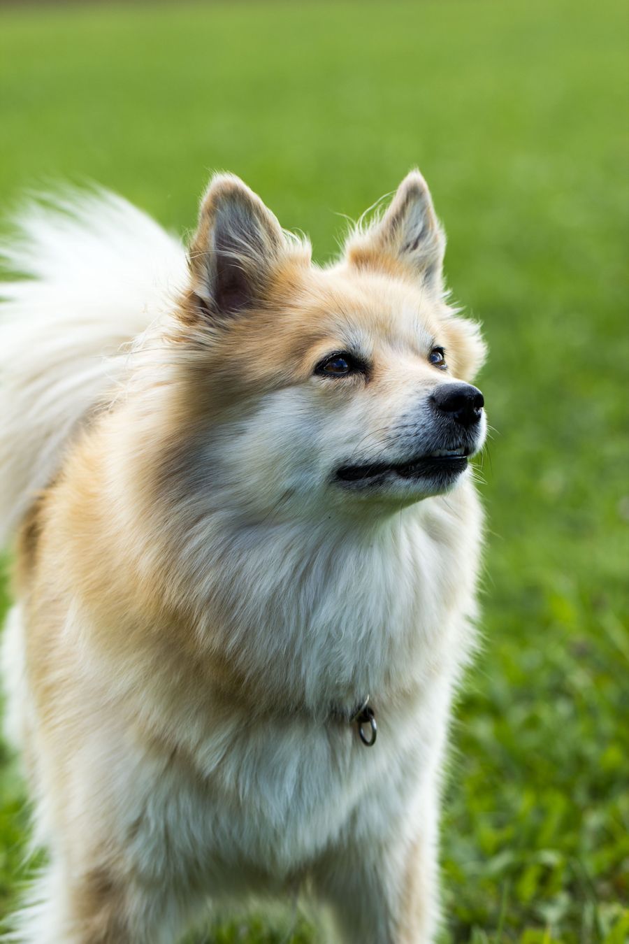 irsa ein ganz lieber Spitz