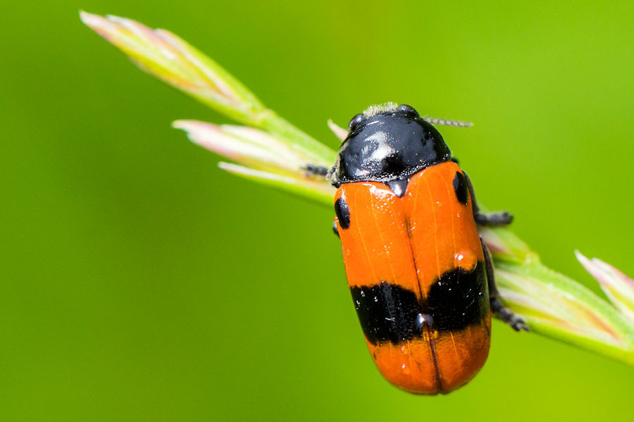 Ameisensackkäfer