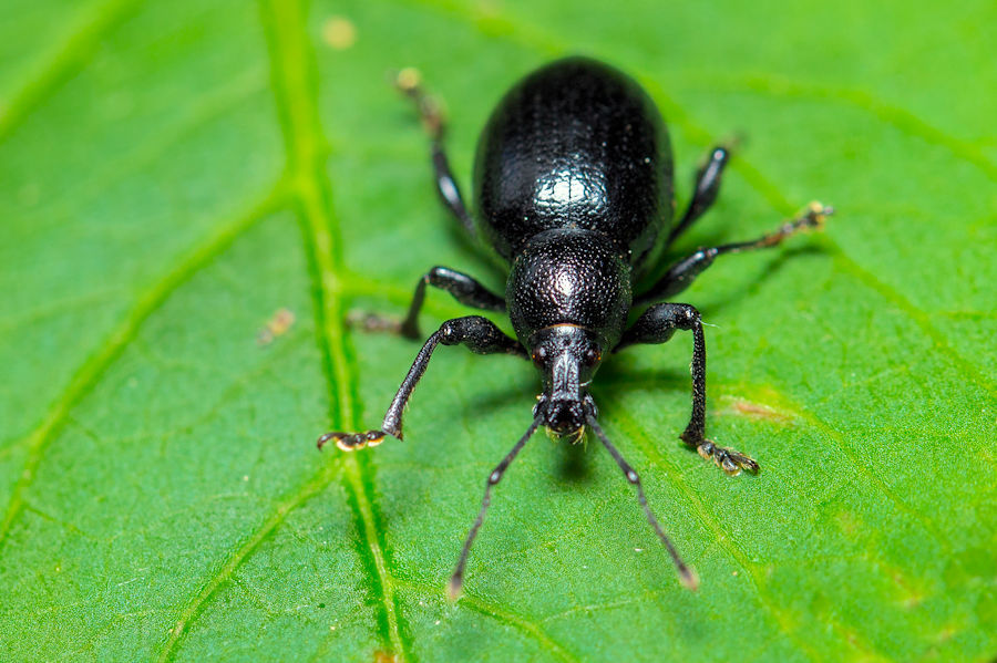 schwarzer Käfer