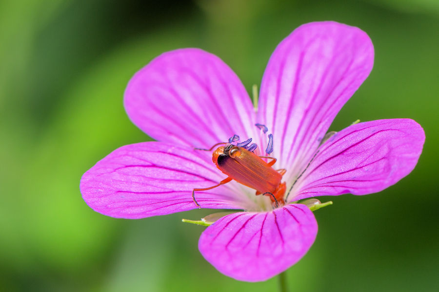 Käfer in einer Blüte